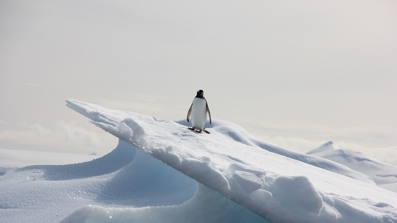 Penguins facing climate change Institut français